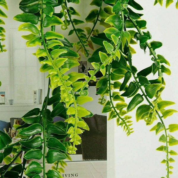 FERNY