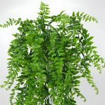 FERNY