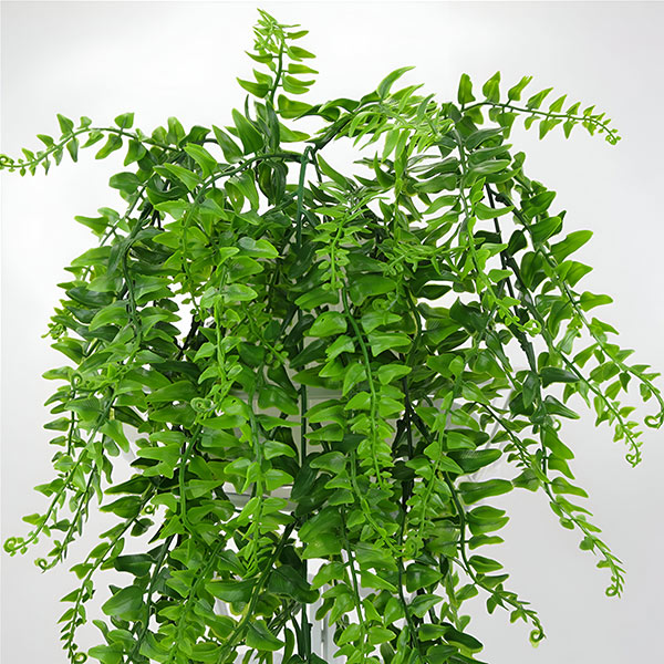 FERNY