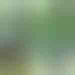 Clips para plantas (14 unidades) | PLANTPIN