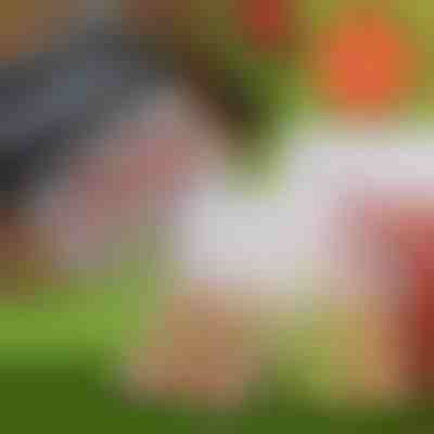 30x bolsas extra para PROVACUUMSEALER | SEALERBAG